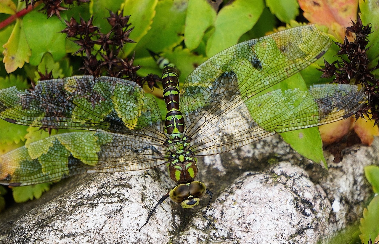 Image - dragonfly nature garden photography