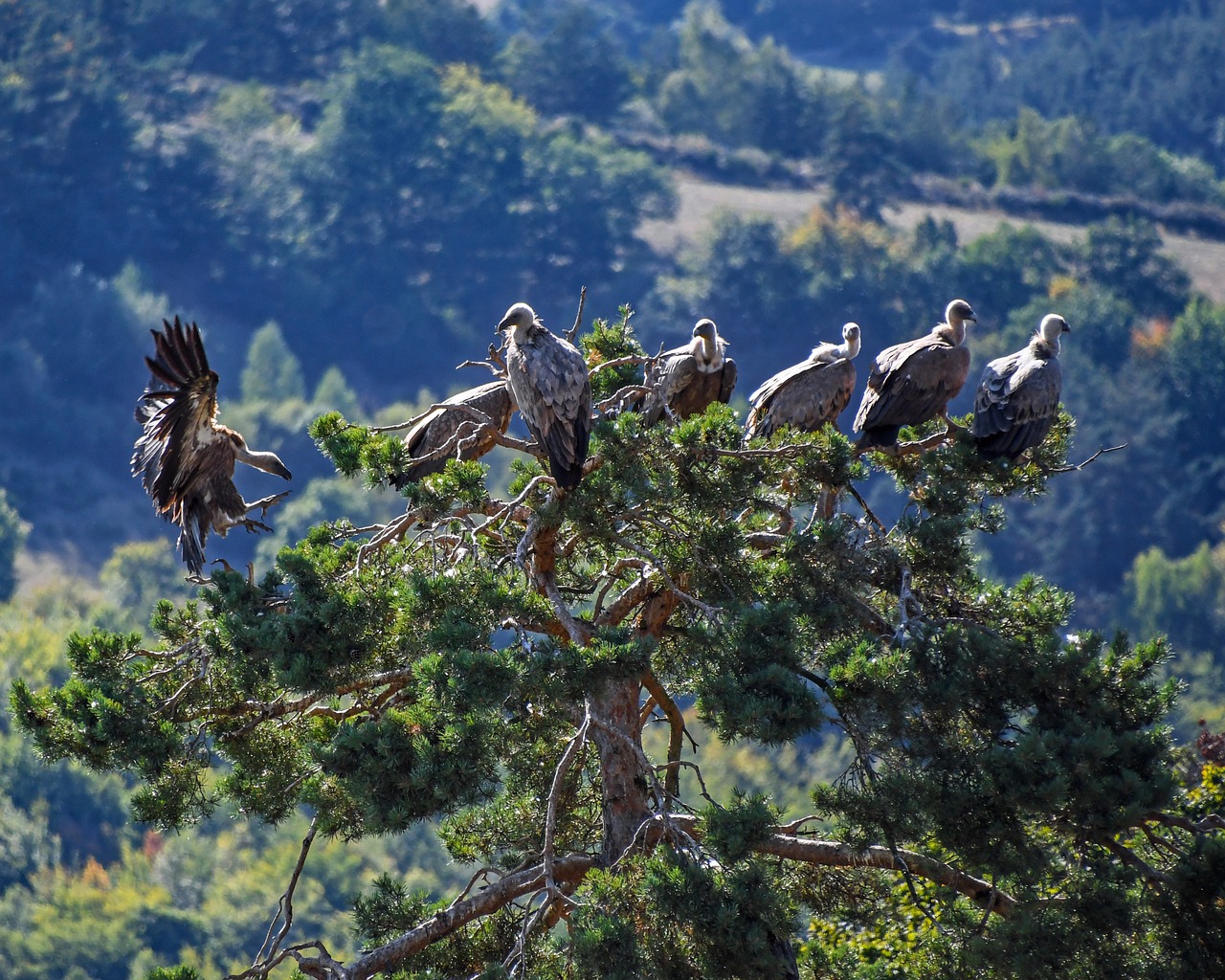 Image - vulture tree raptor bird scavenger