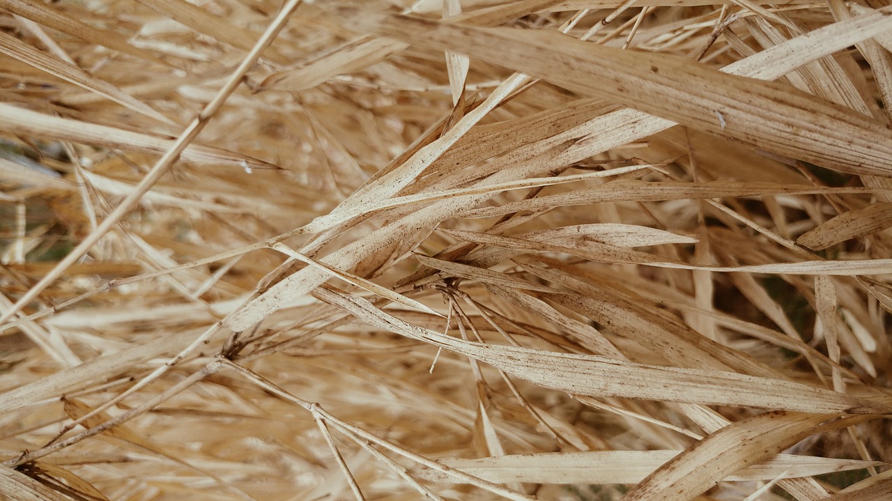 Image - bamboo leaves dry parched sere
