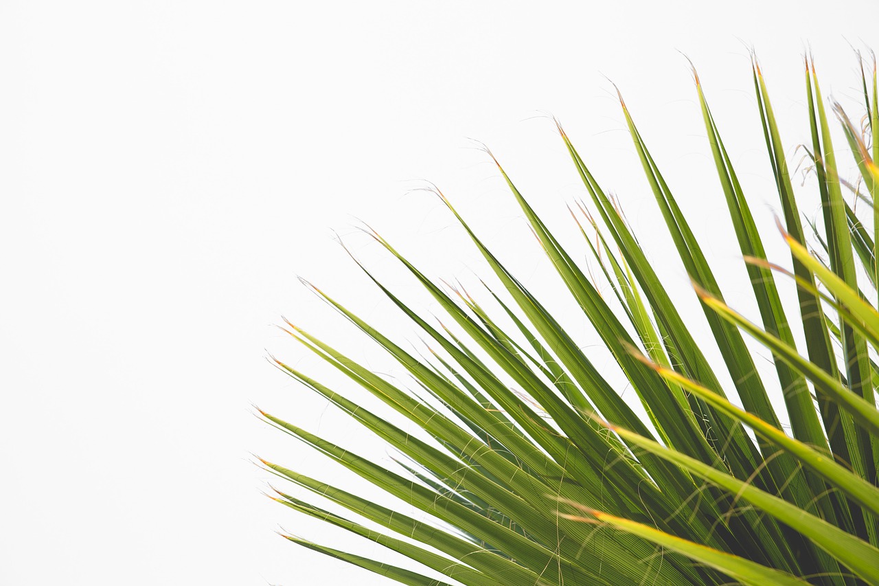 Image - isolated tree white botany