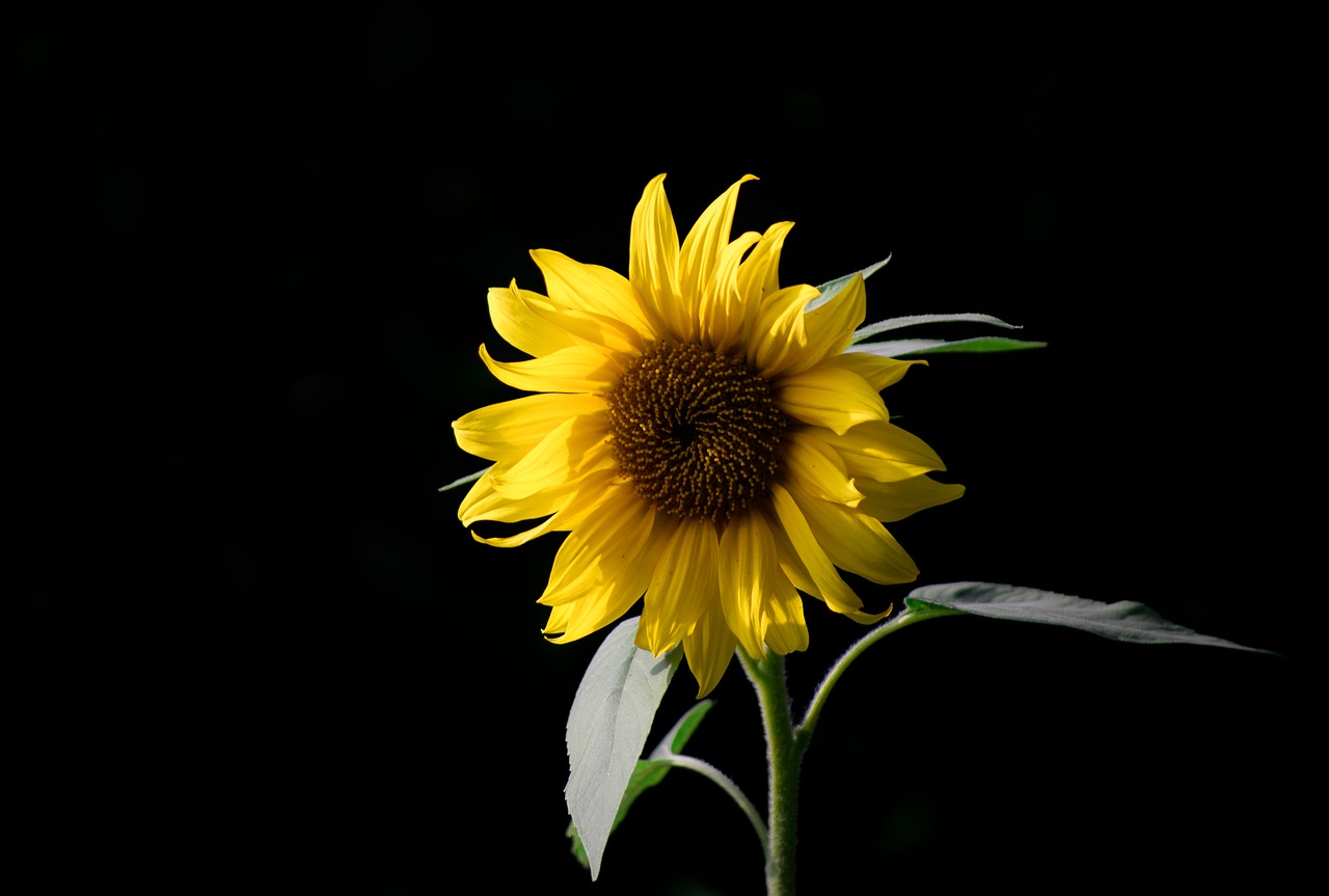 Image - sunflower bloom yellow summer