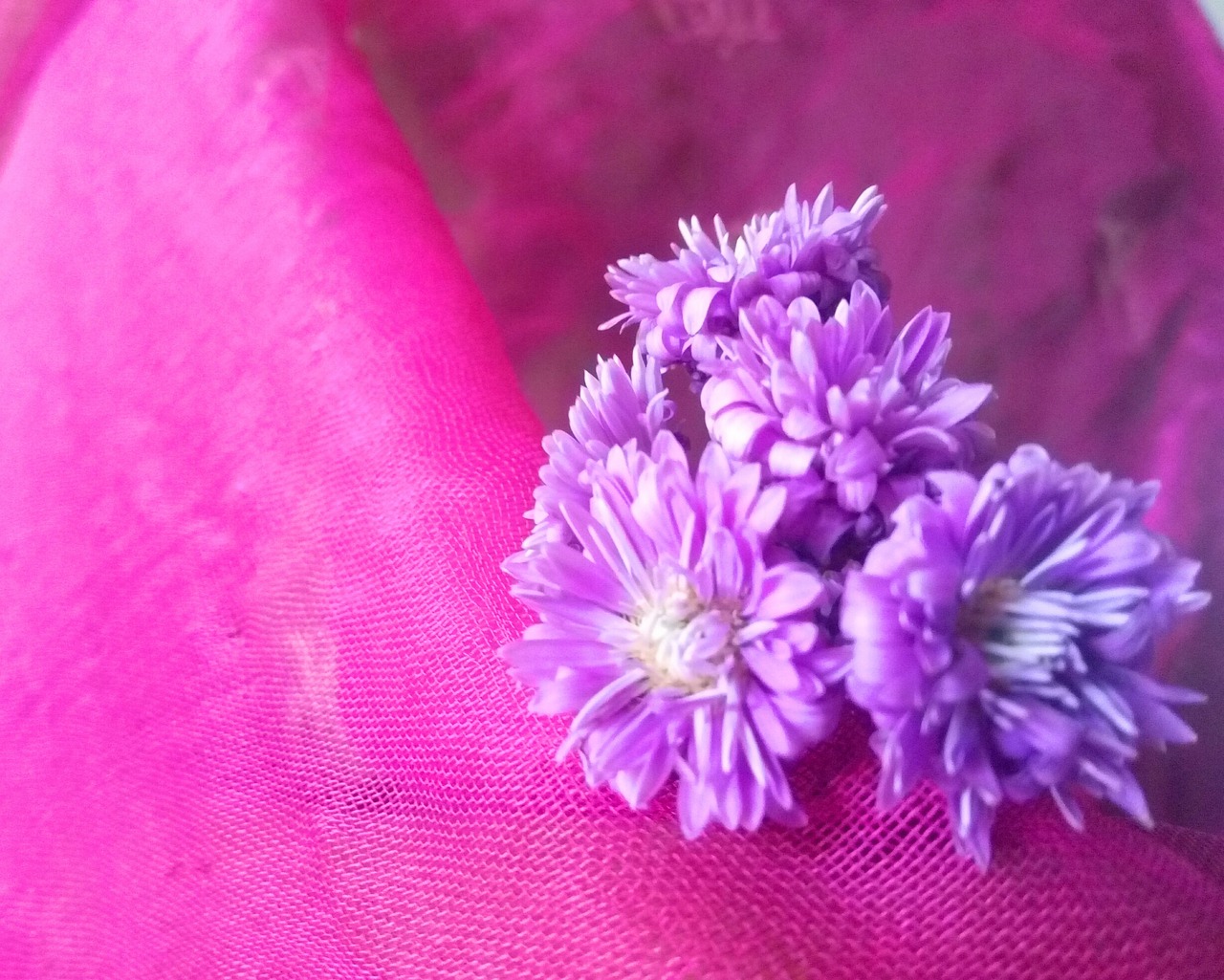 Image - flower daisy purple floral plant