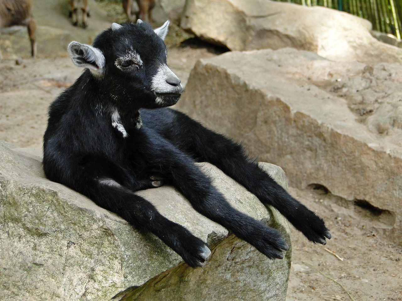 Image - goat kid animal nature cute