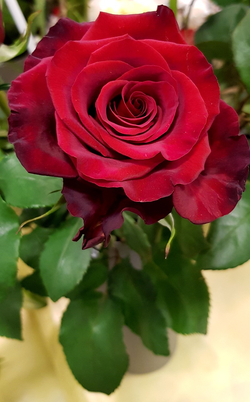 Image - rose red blossom bloom red rose