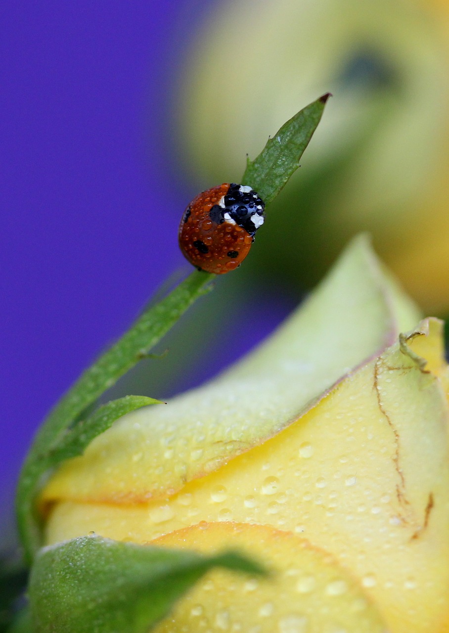 Image - baja red insecta flower yellow