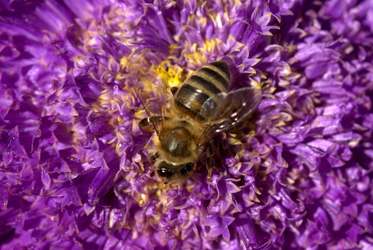 Image - bee pollination flower mov insecta