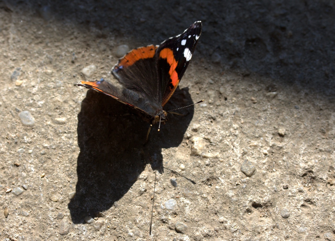 Image - butterfly red black wings nice