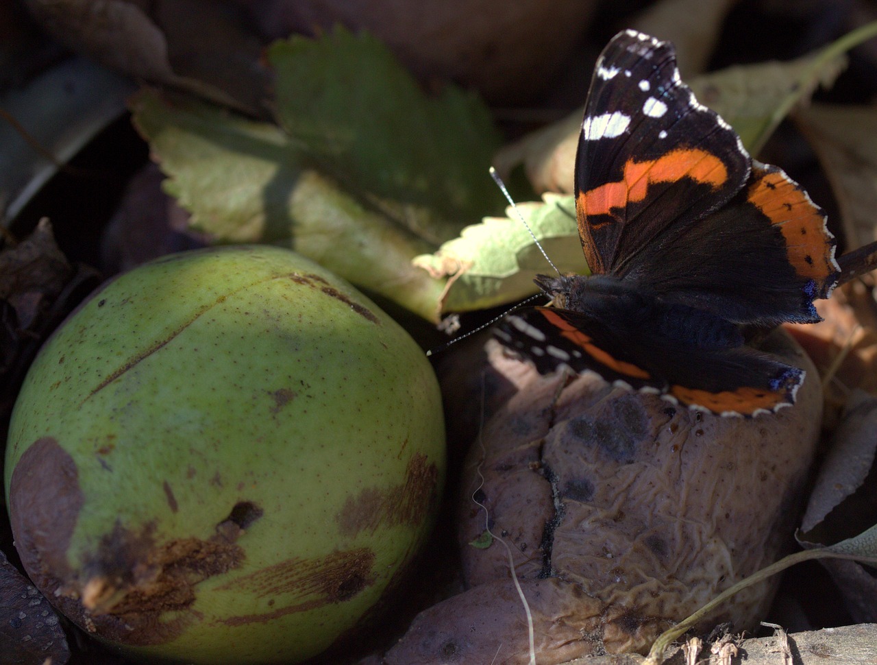 Image - butterfly black red coloring nice