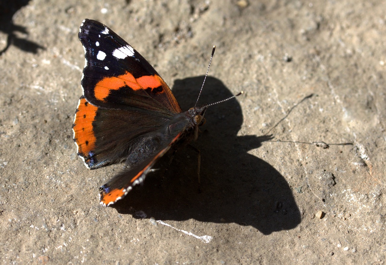 Image - butterfly garnet red black coloring