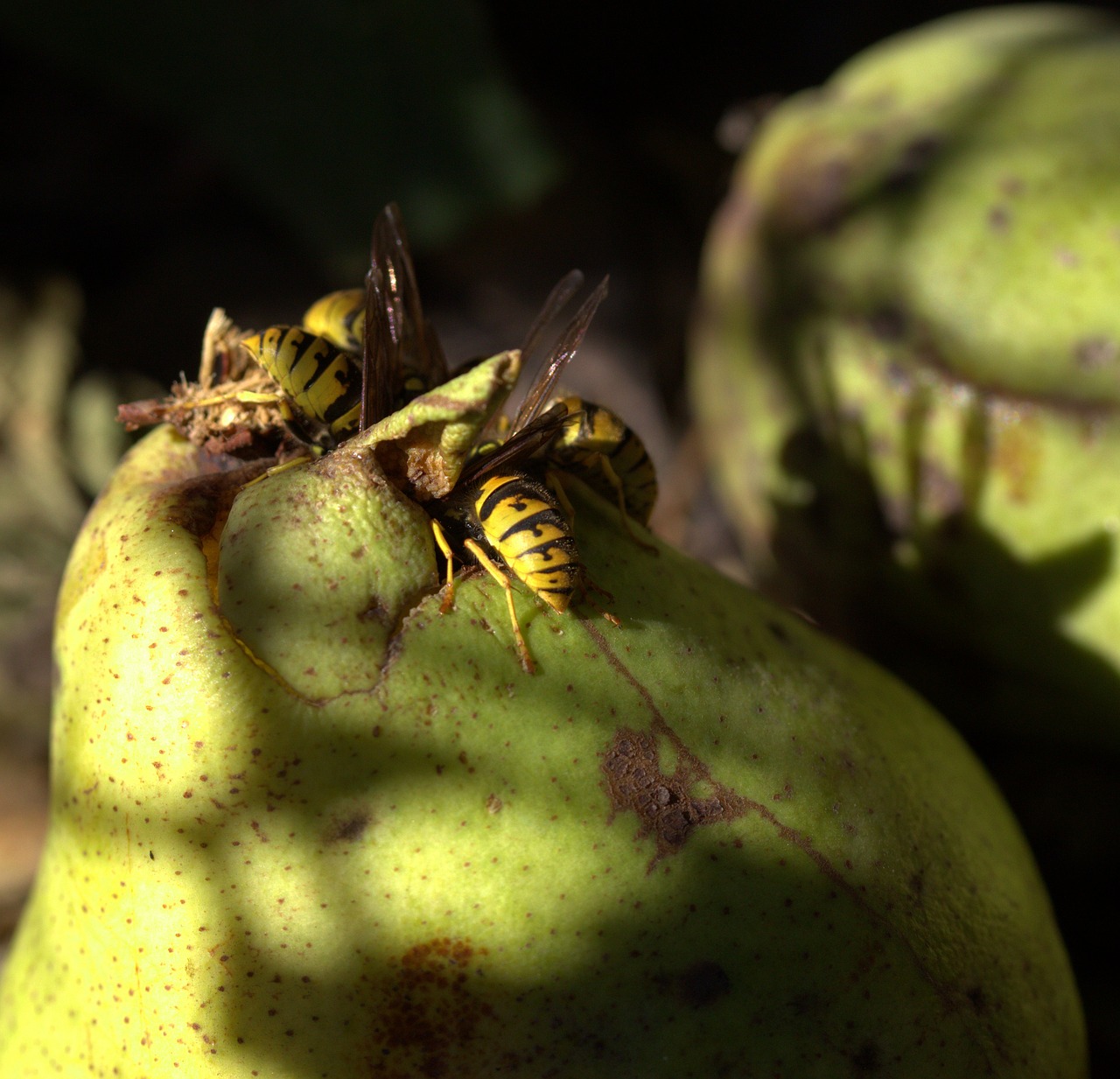 Image - wasp food para eating insecta