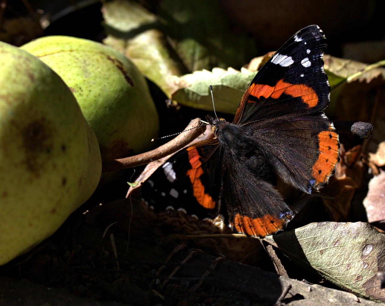 Image - butterfly food para autumn