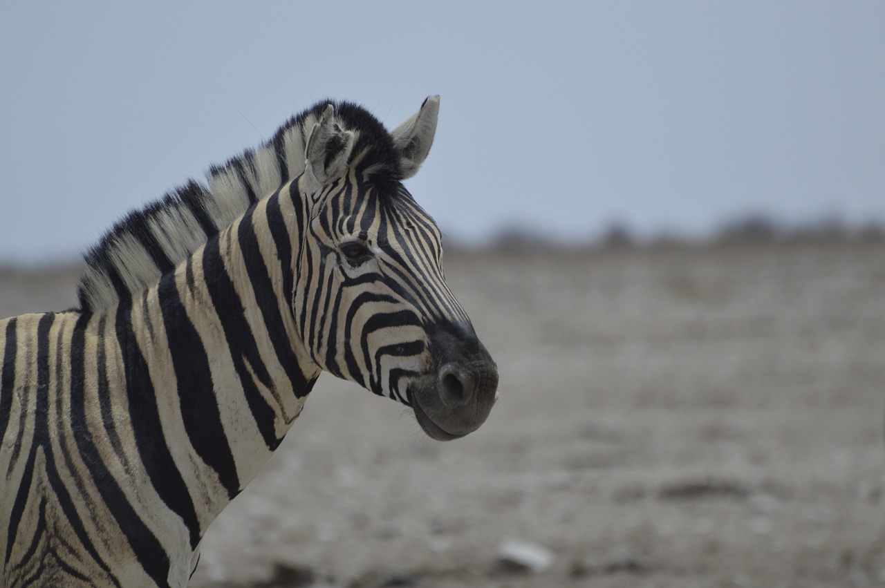 Image - zebra africa national park