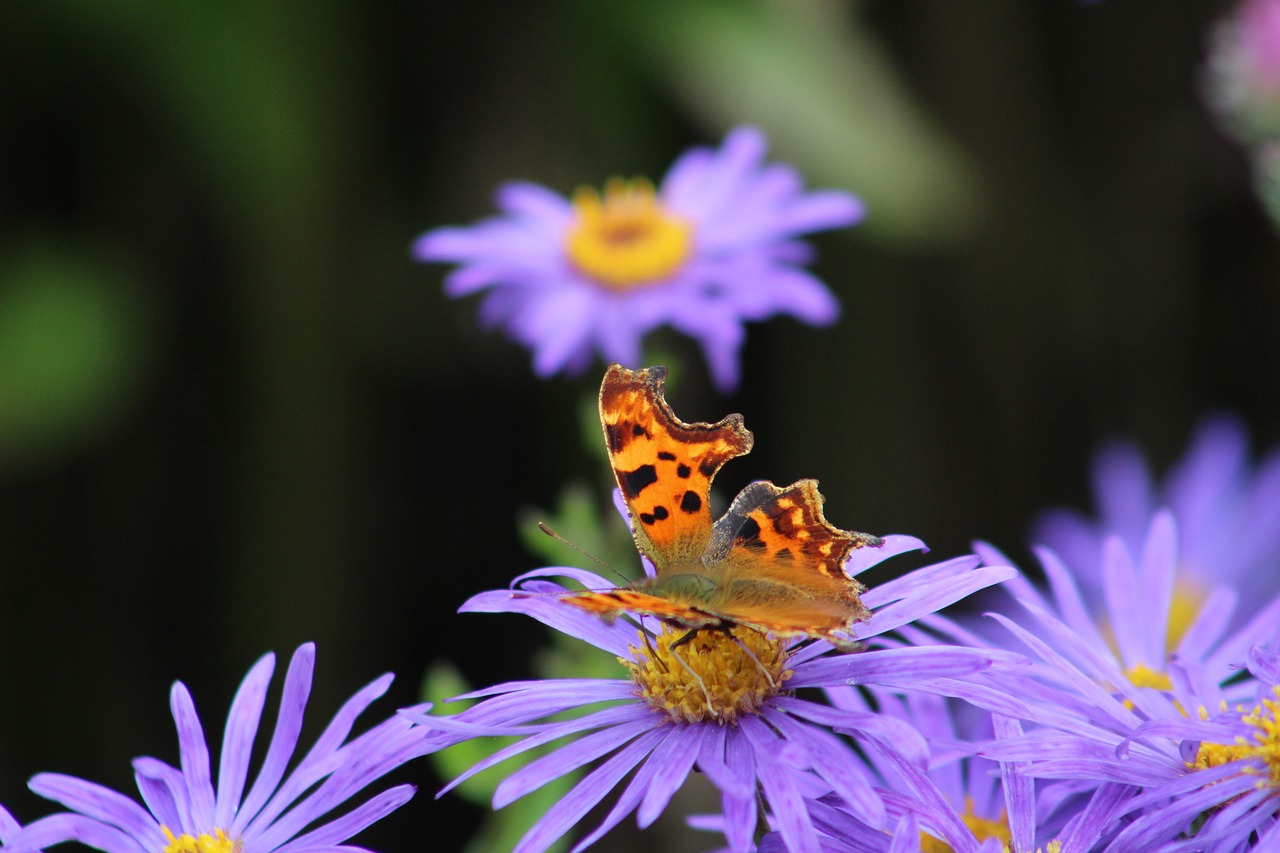Image - butterfly comma flower insect