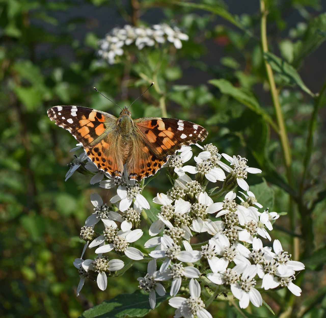 Image - american lady butterfly insect
