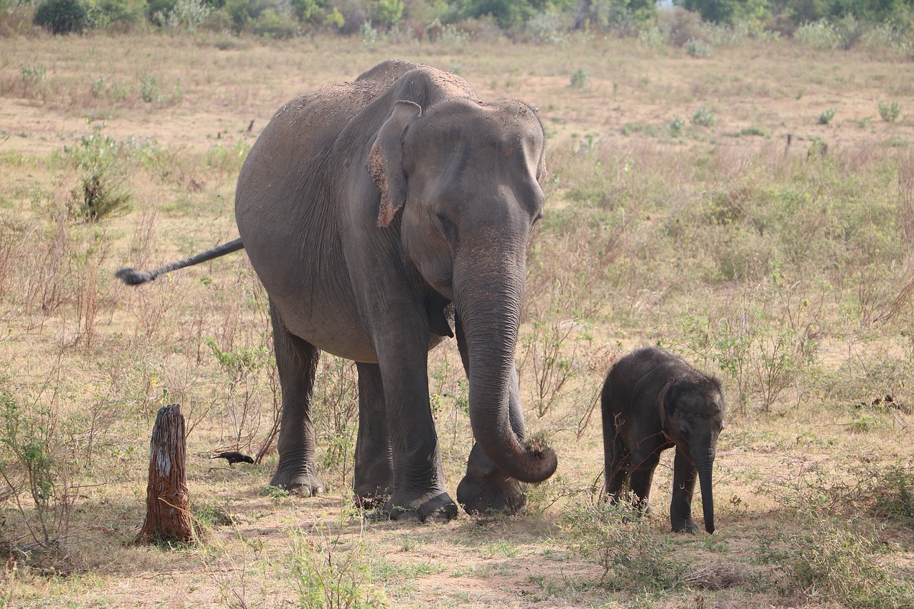 Image - elephant baby elephant sri lanka