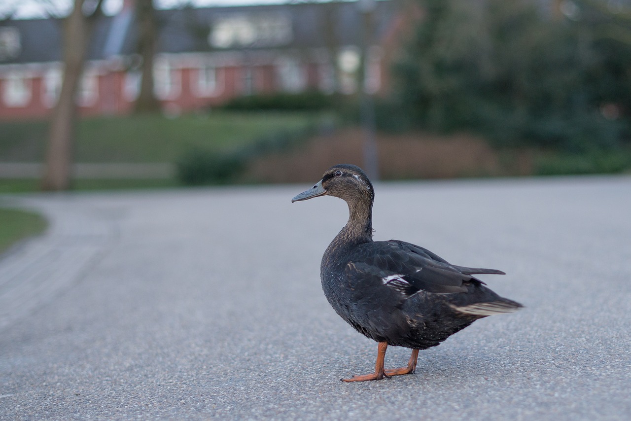 Image - duck standing waiting nature