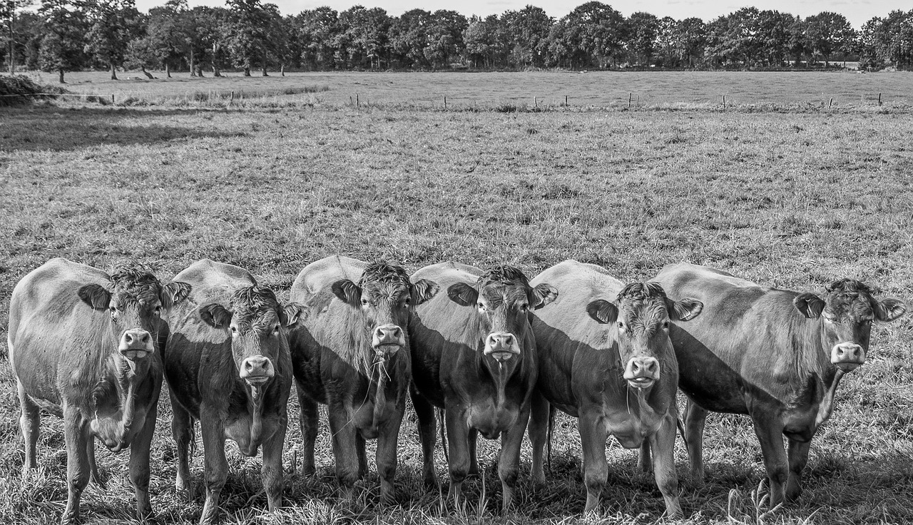 Image - cow moooh meadow black white farm