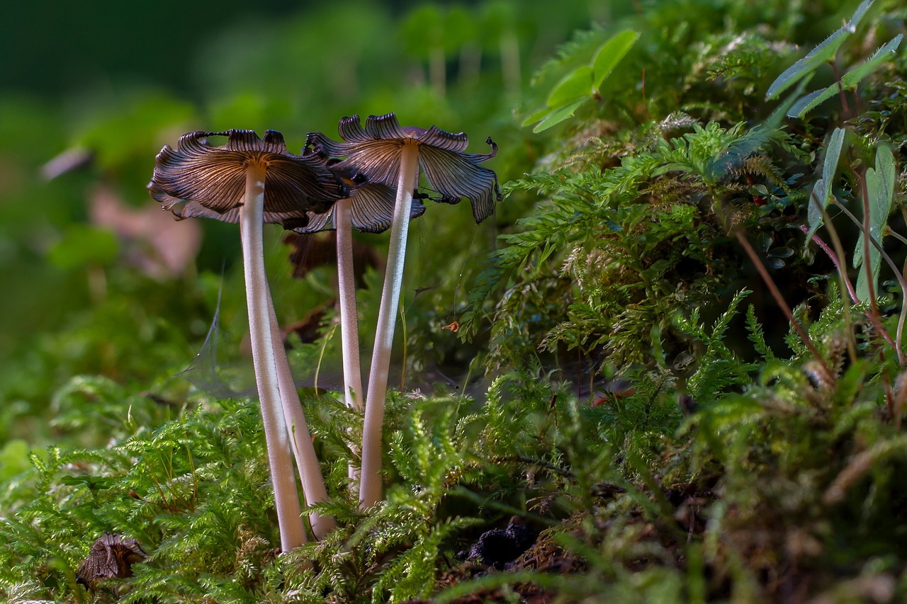 Image - mushroom moss mini mushroom sponge