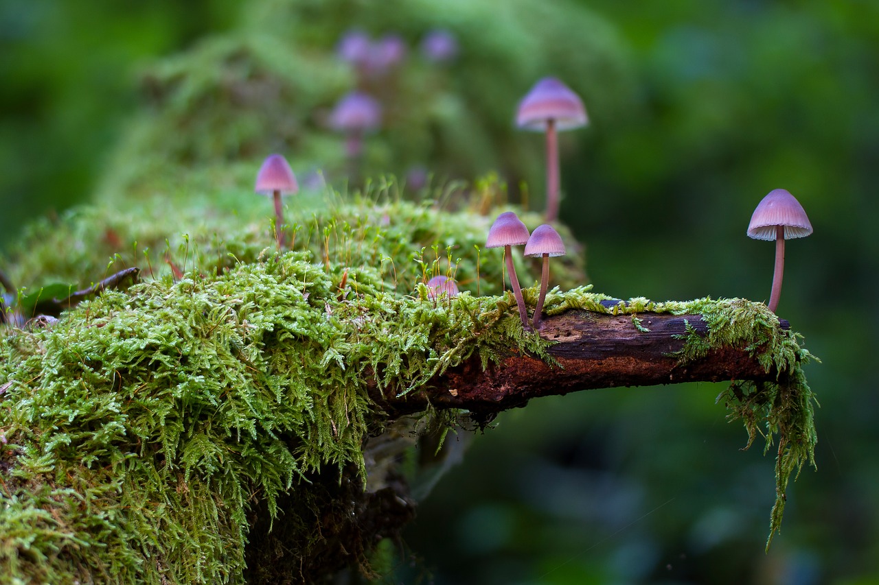 Image - mushroom moss mini mushroom sponge