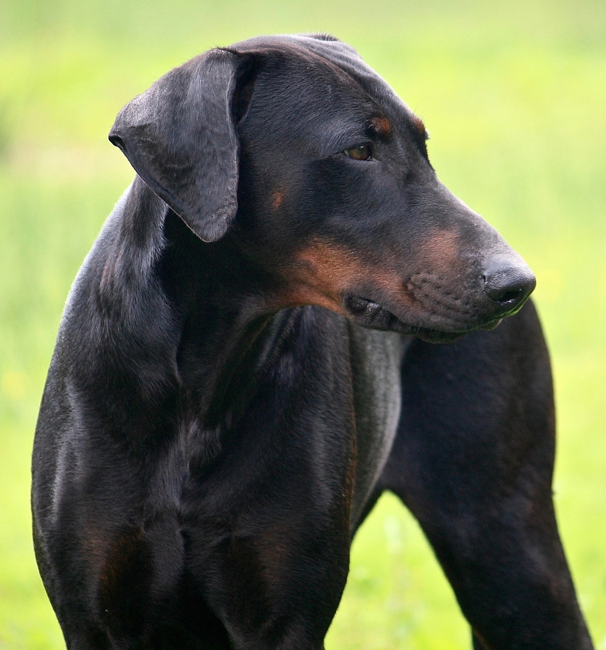 Image - dog doberman black pet canine