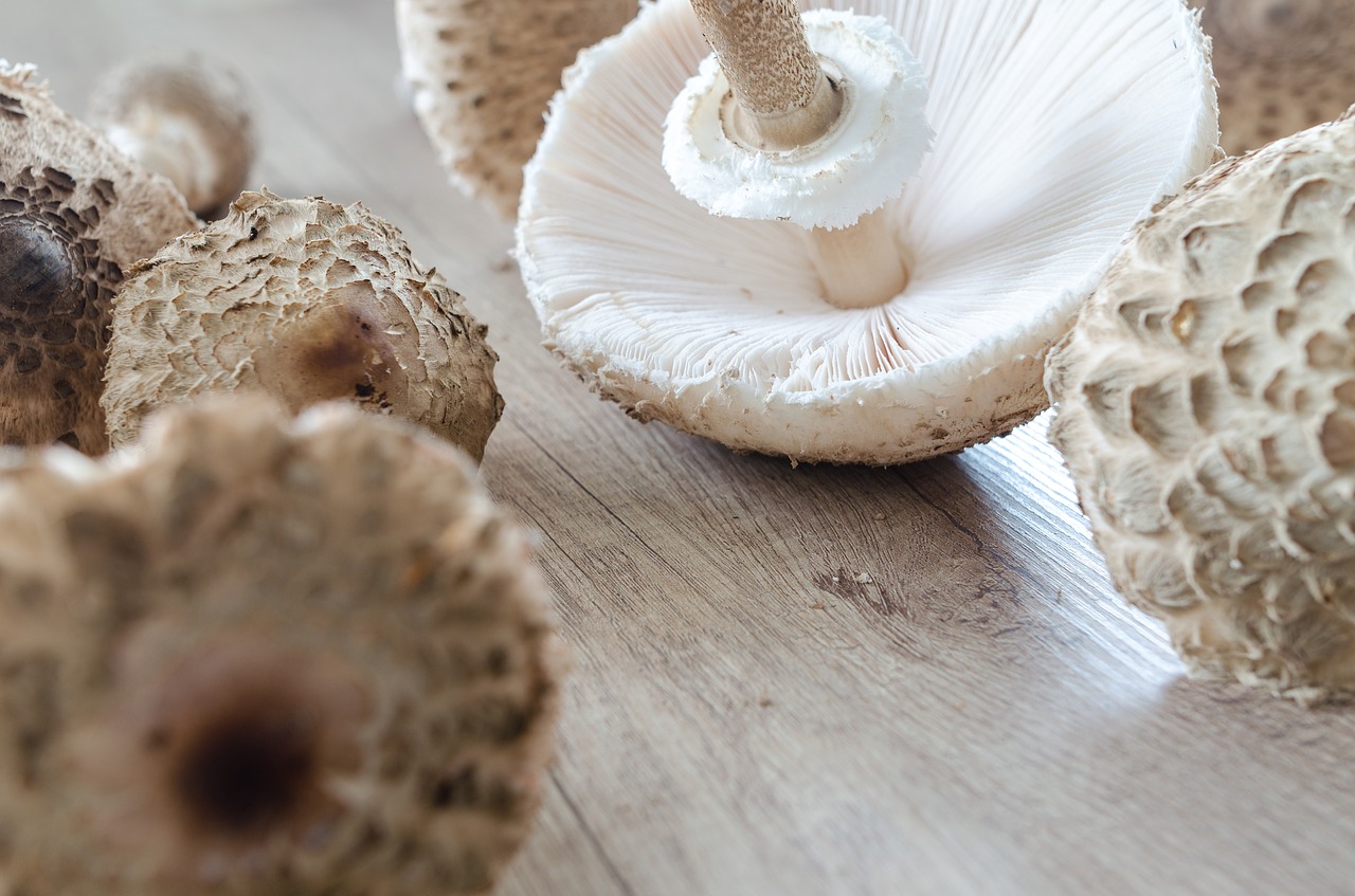 Image - macrolepiota procera parasol collect