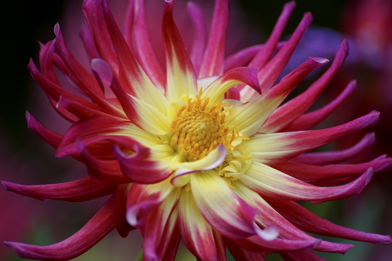 Image - dahlia blossom bloom dahlia garden