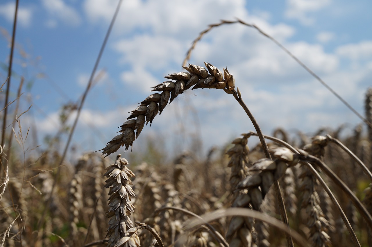 Image - cereals close field nature macro