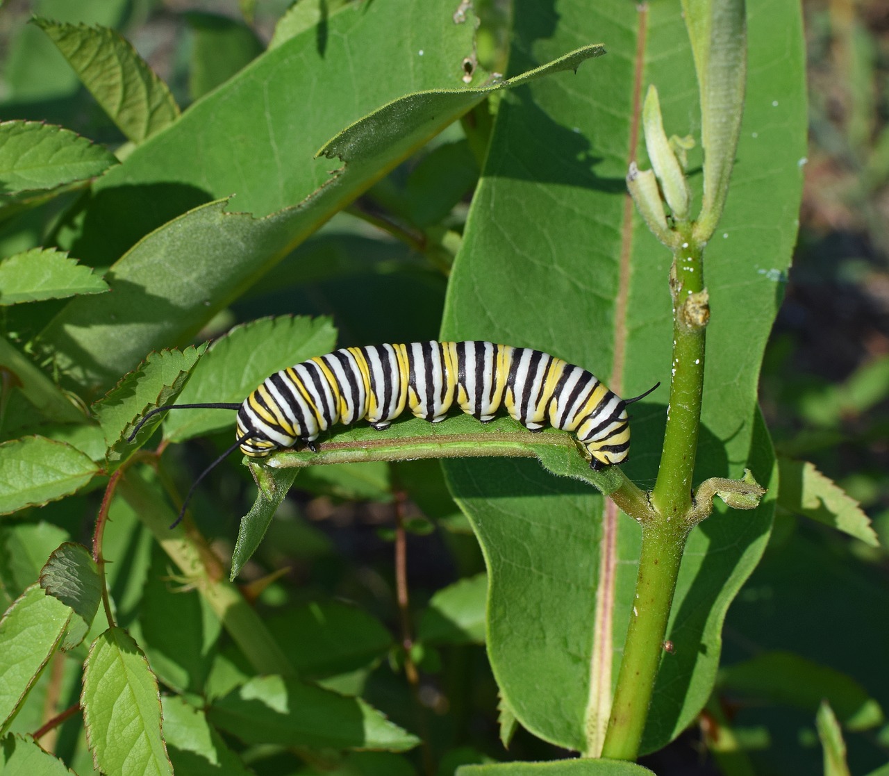 Image - monarch butterfly caterpillar larva