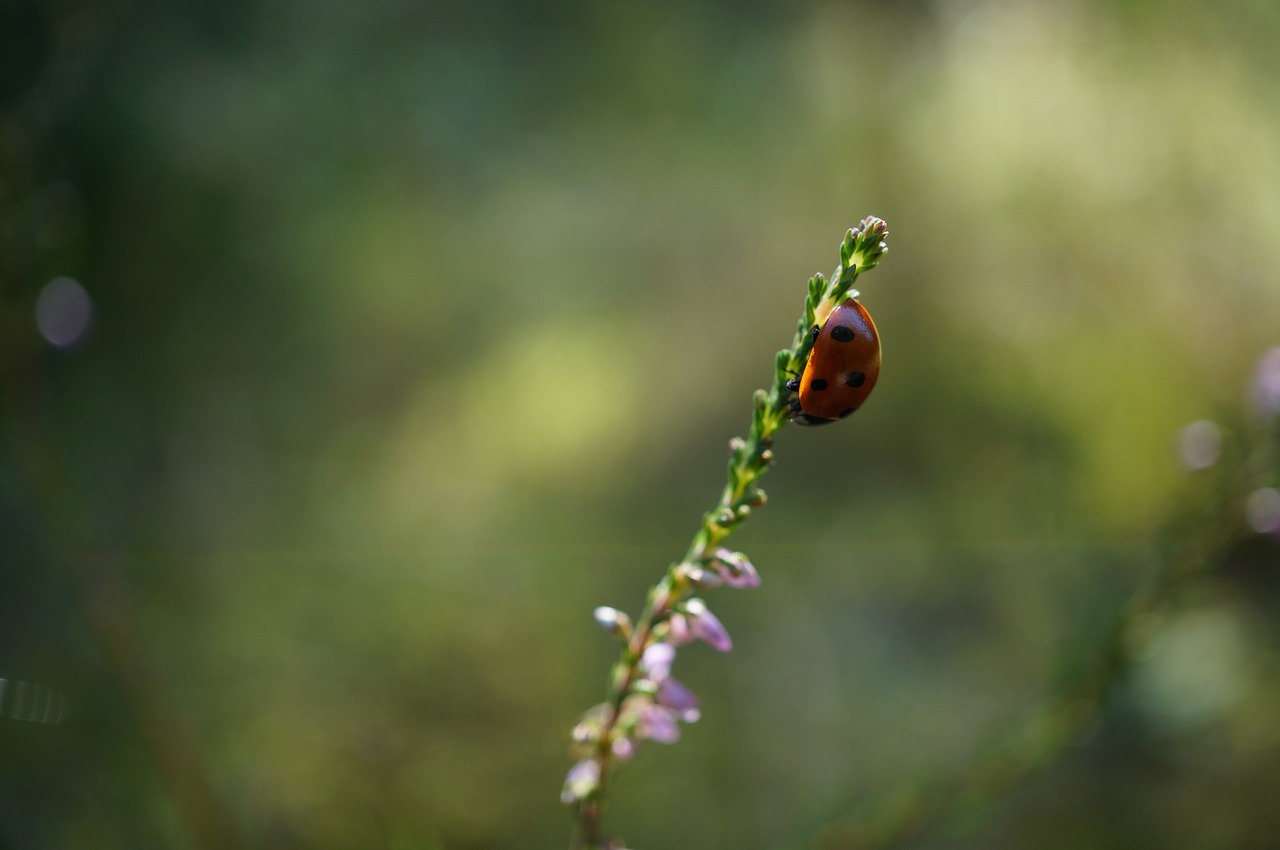 Image - ladybug flower sun insect close