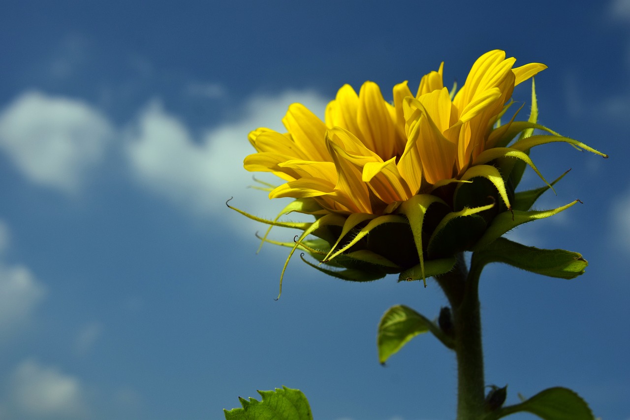 Image - sun flower sky blue yellow summer