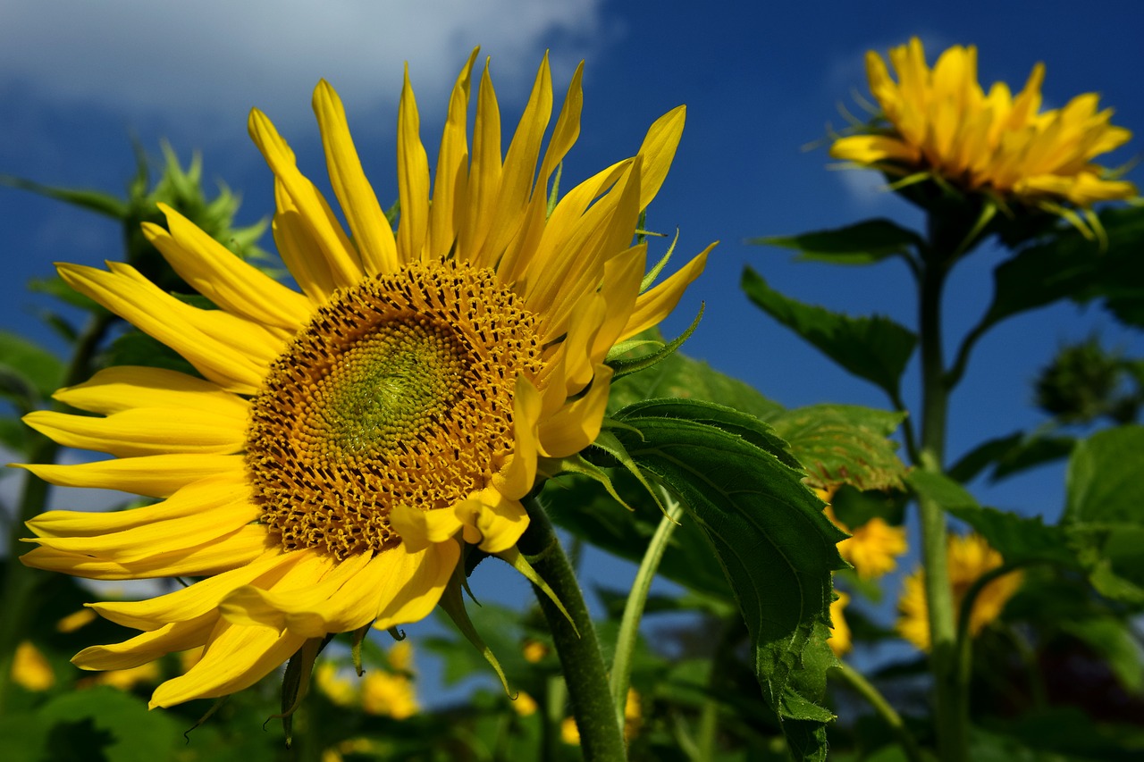 Image - sunflower sunflower field yellow