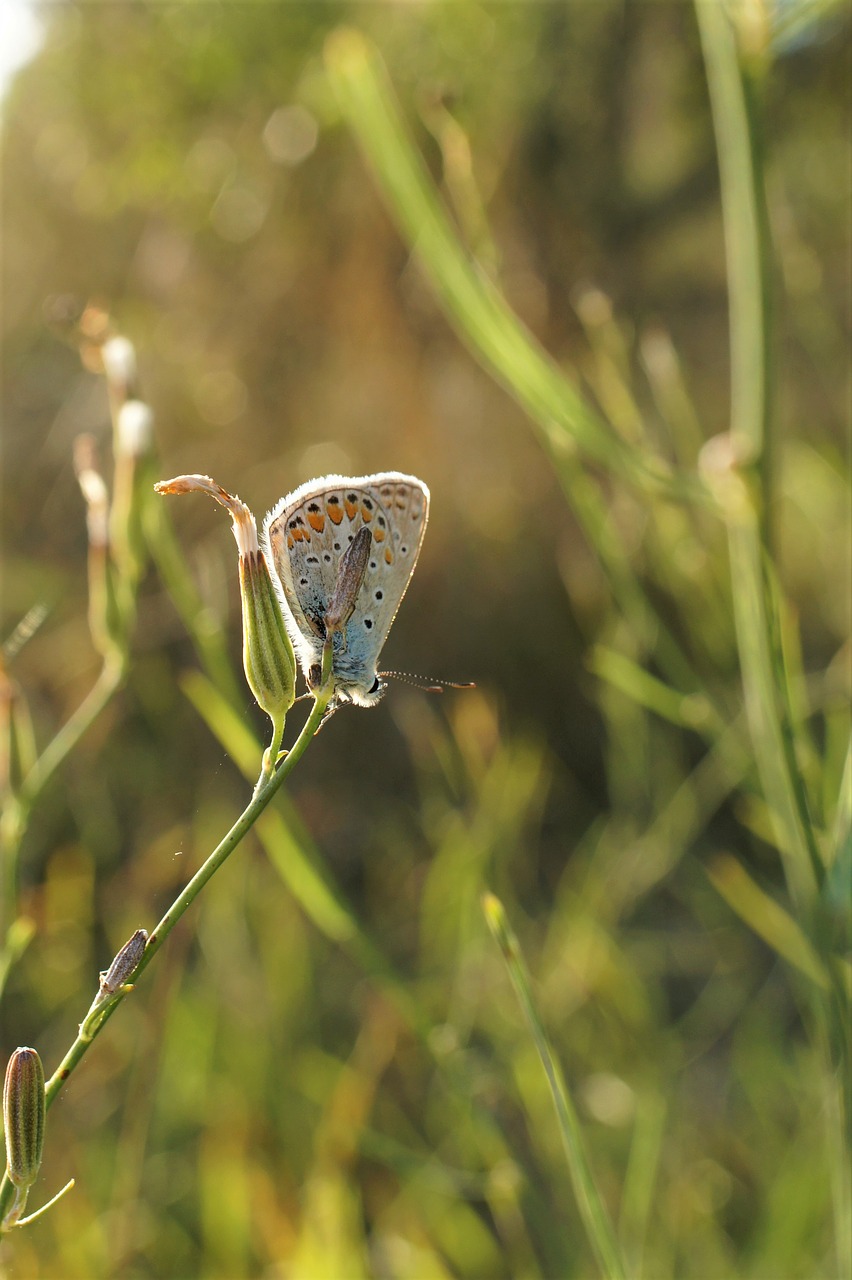 Image - butterfly sun macro close insect