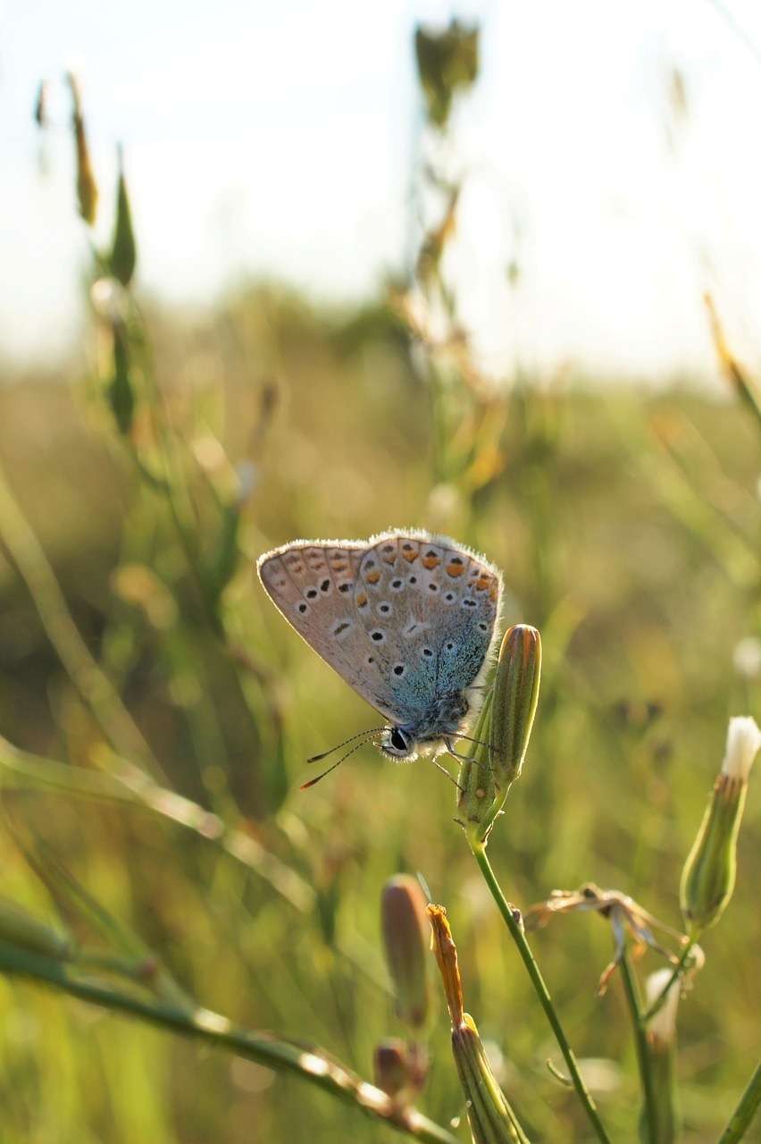 Image - butterfly sun macro close insect