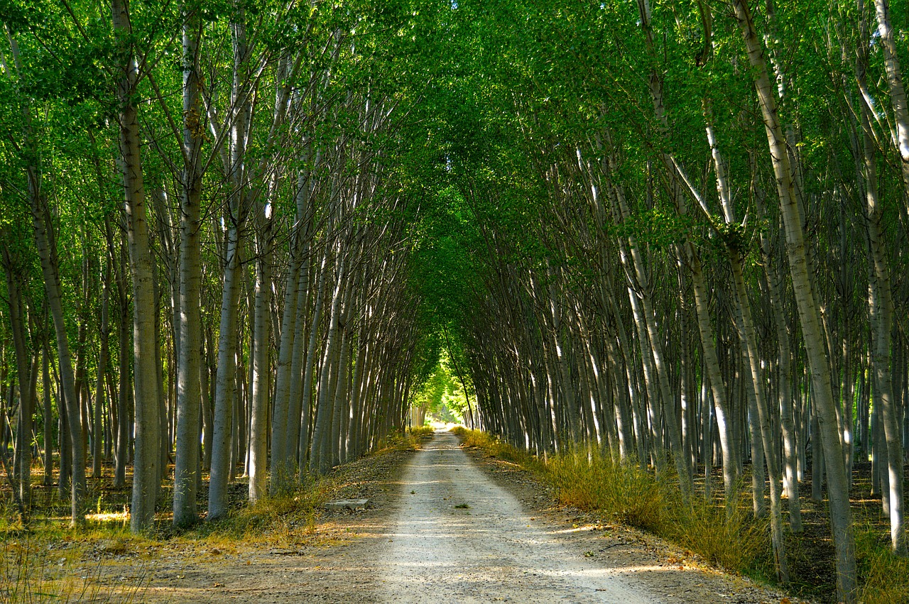 Image - poplars forest path lush