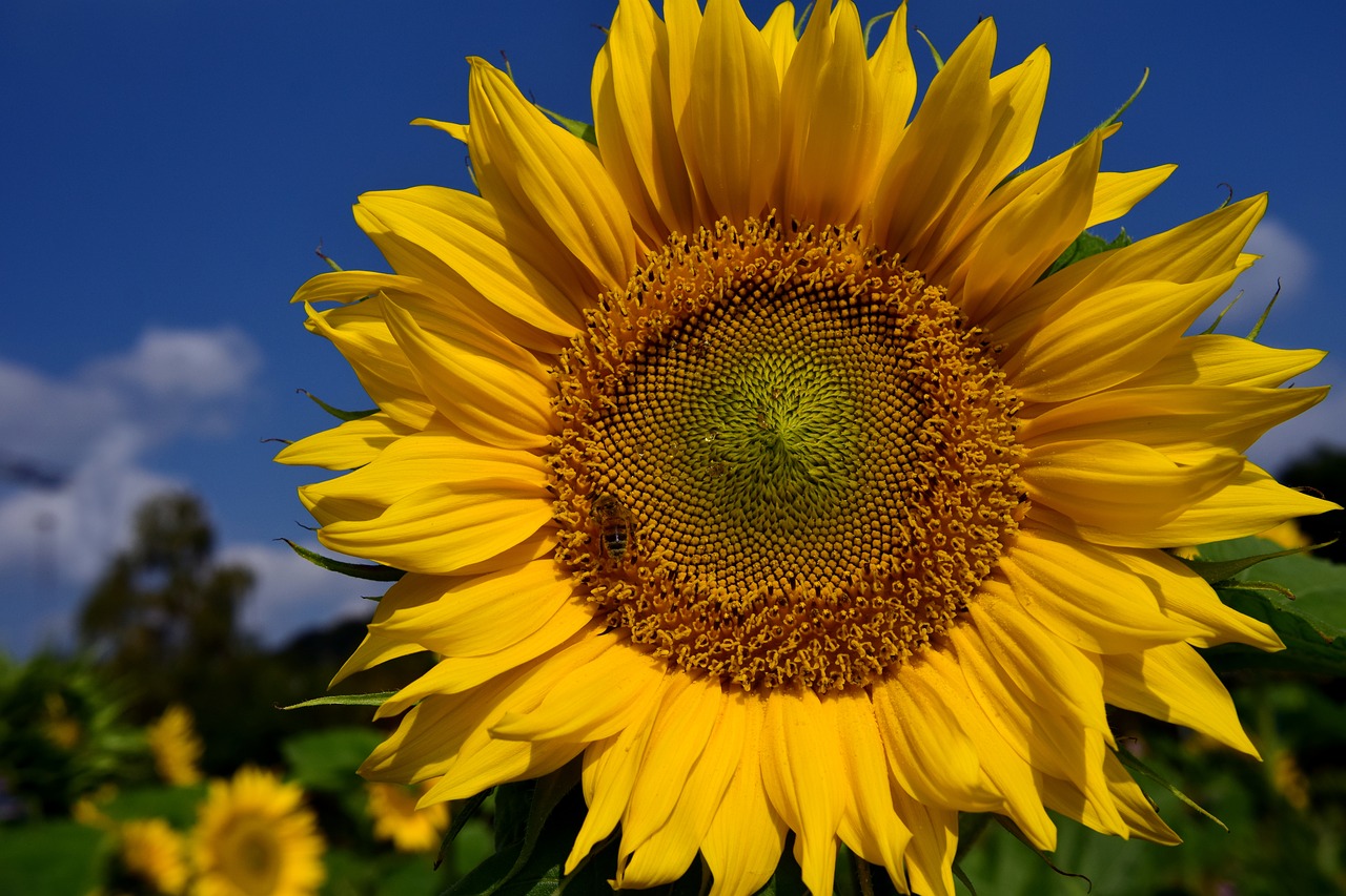 Image - sun flower sky blue yellow summer