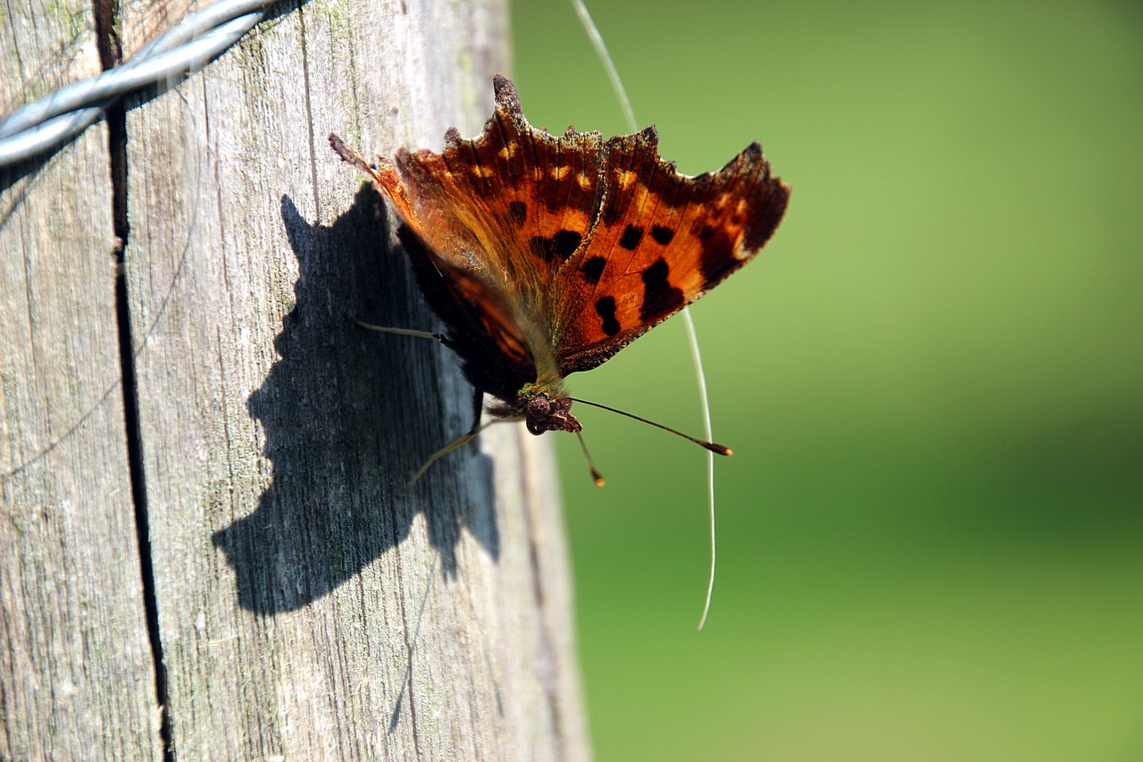 Image - butterfly wings comma butterfly