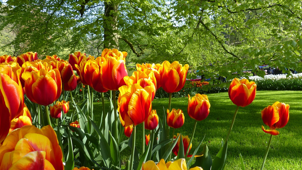 Image - tulip flower garden keukenhof