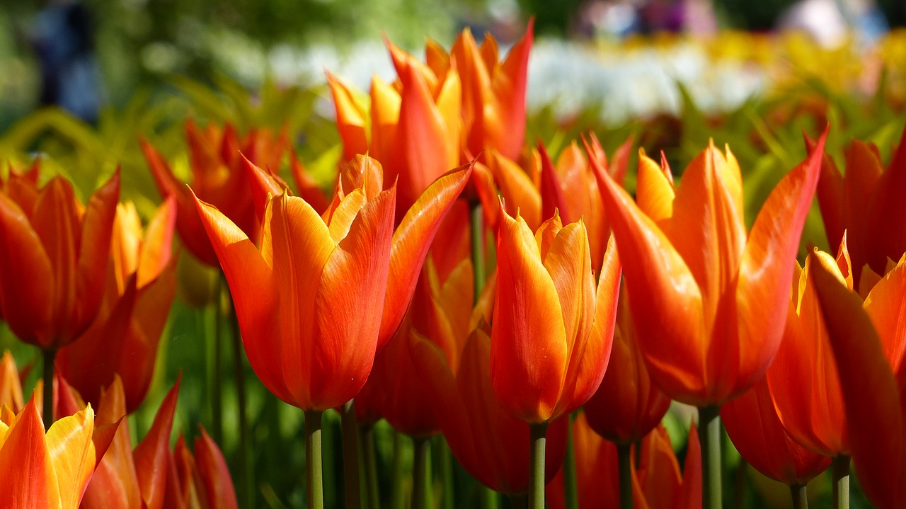 Image - tulip flower garden keukenhof