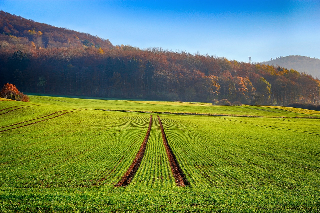 Image - field seed trees sky blue