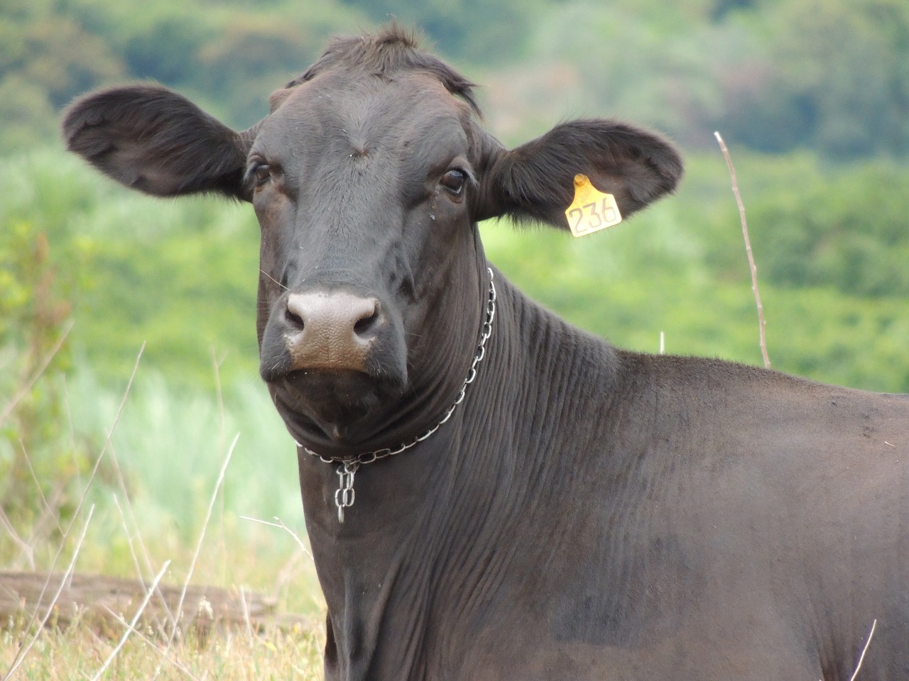 Image - cow minas veal animal boi rural