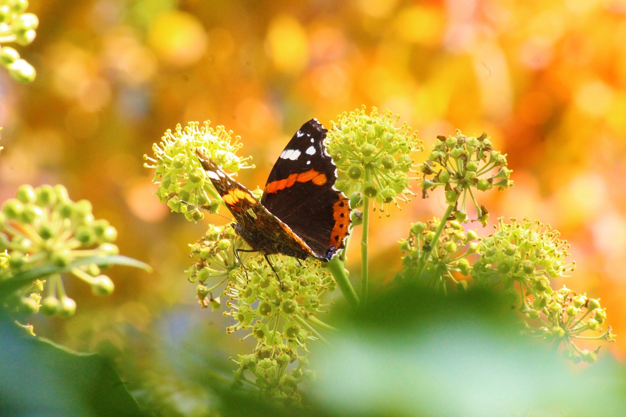 Image - butterfly wing background insect