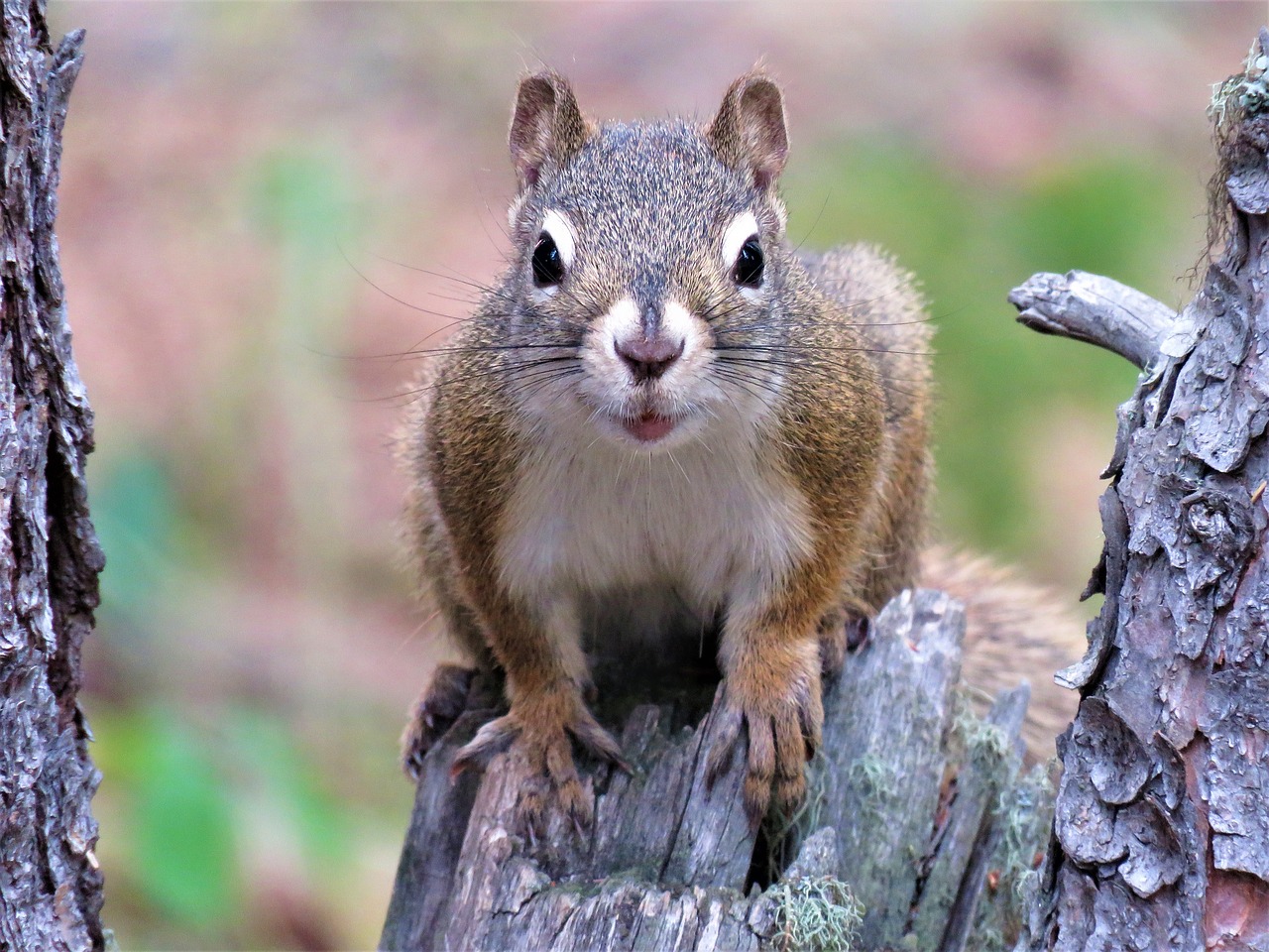 Image - squirrel tree rodent forest