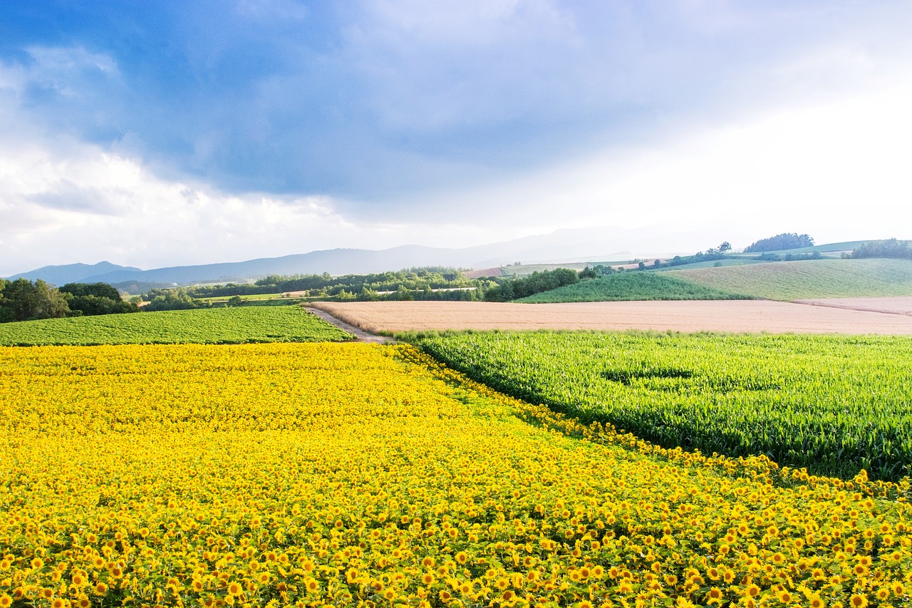 Image - japan hokkaido biei sunflower