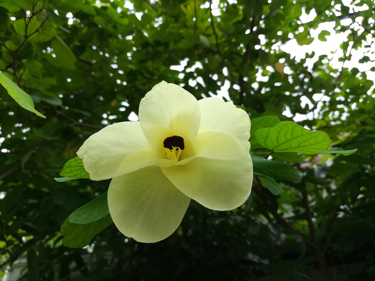 Image - flowers kalong flowers yellow