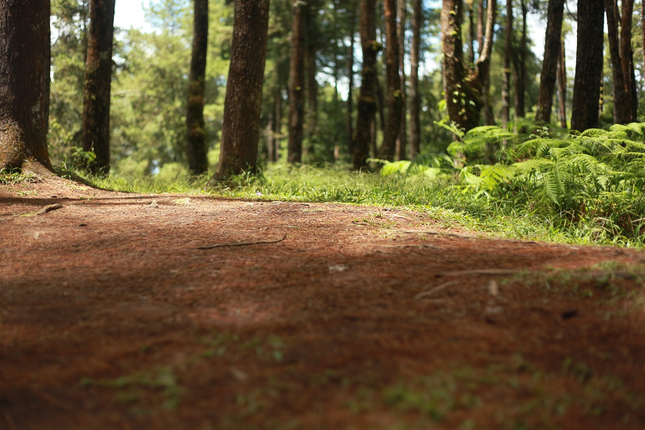 Image - wood forest floor nature landscape