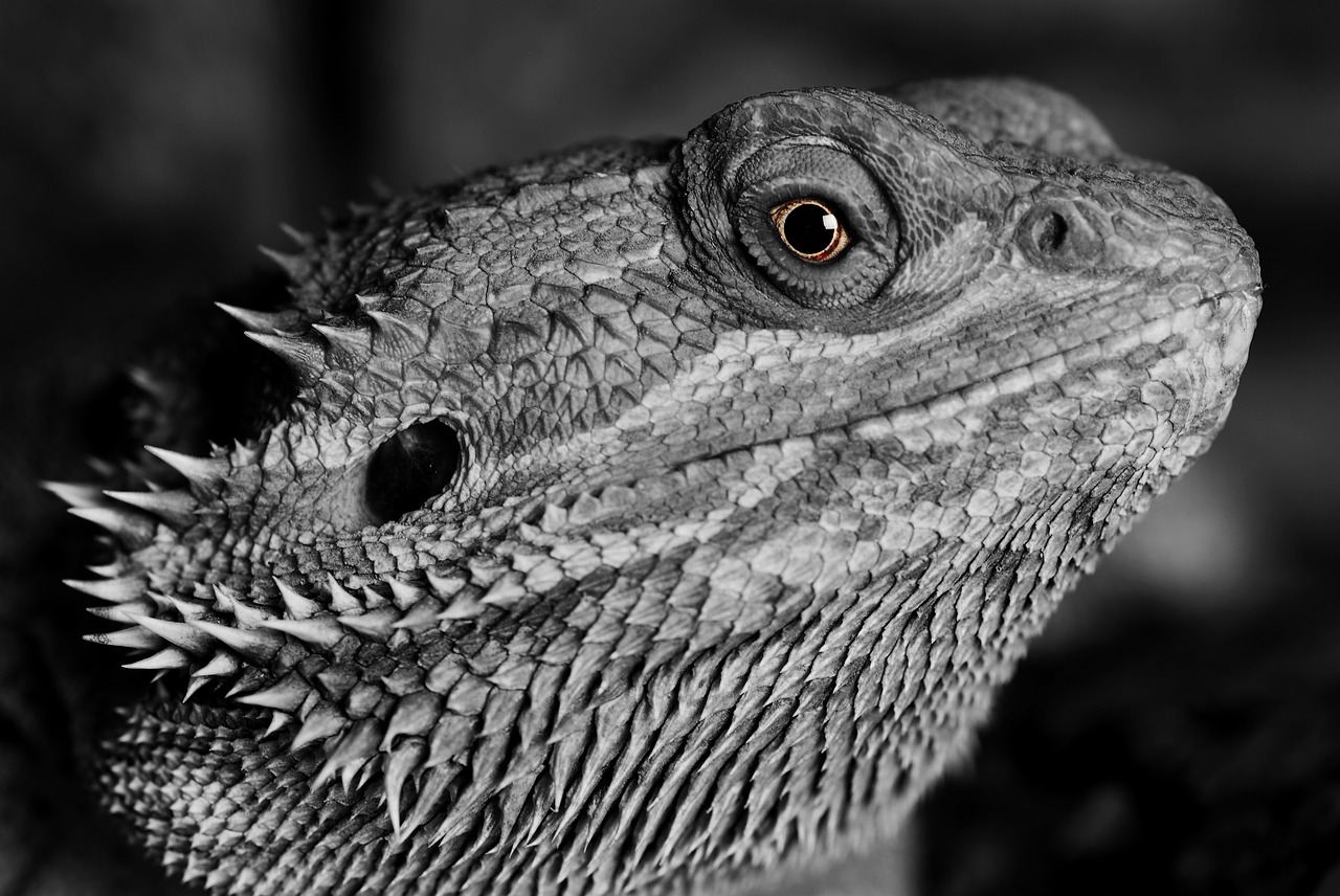 Image - bearded dragon animal lizard