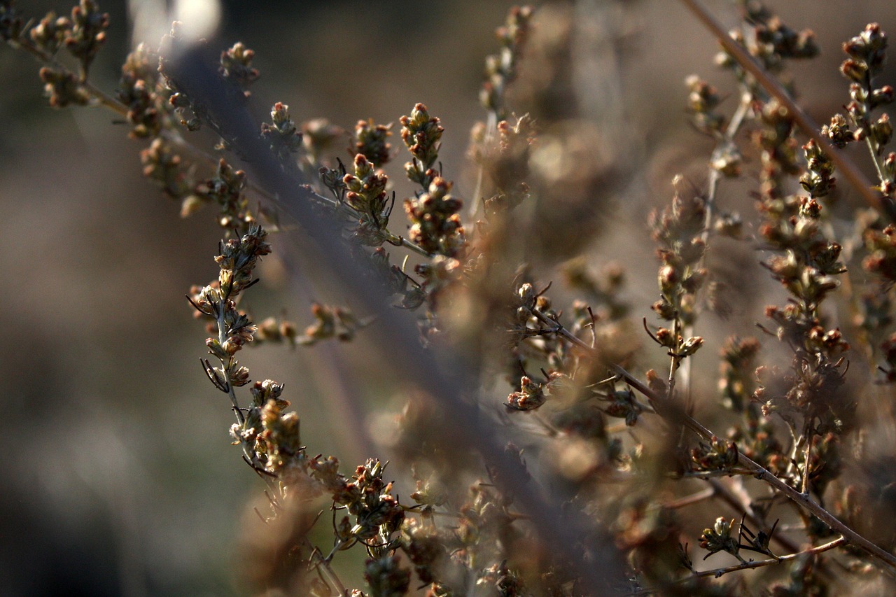 Image - grass macro nature brown herbs