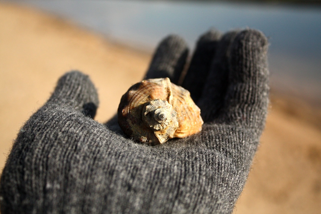 Image - on the palm sink seashells sea