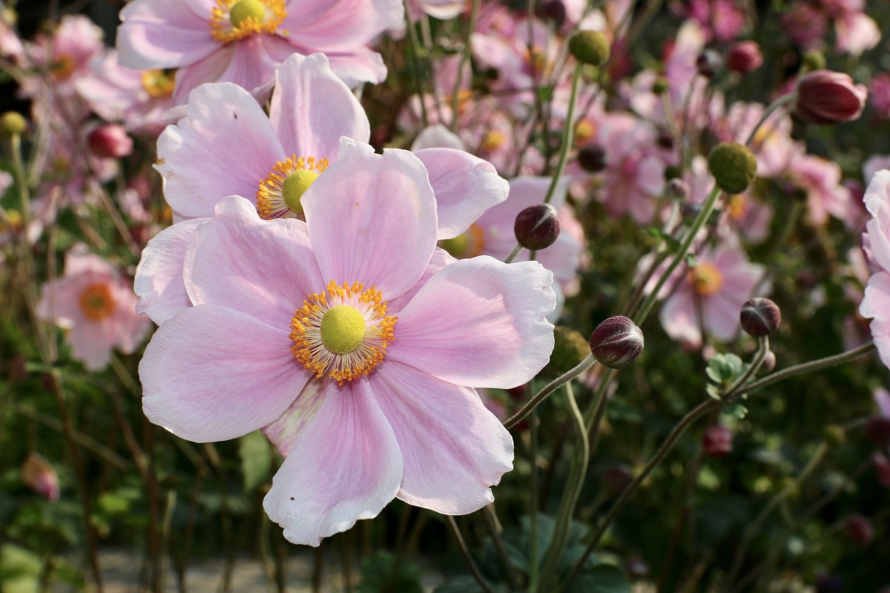 Image - knoll flower flower garden nature