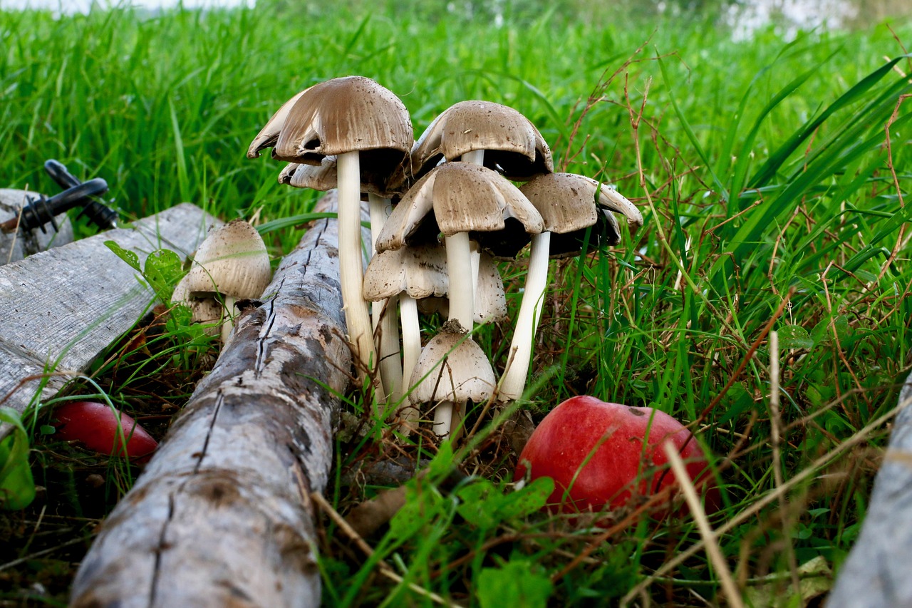 Image - autumn mushrooms apple grass